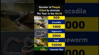 Number of People Killed by Animals per Year #shorts #facts #shortsvideo #factshorts