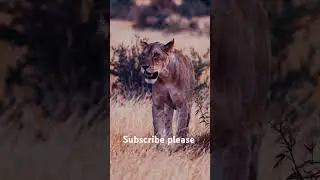 Lion Video #animals #alphabet #alpha