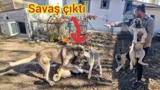 KEŞE DİŞİ BAKMAYA GİTTİM ~KÖPEKLERİN İÇİNDEN CANAVAR ÇIKTI @uğur.w