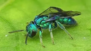 Iridescent Bee, Temnosoma sp., Halictidae from Ecuador