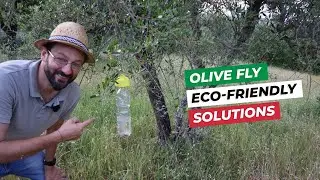 OLIVE FLY: damage, prevention, organic remedies
