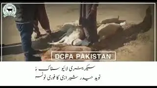 &rlm;ضلع ہسال چکوال میں مویشیوں میں نامعلوم خطرناک بیماری سے 200 جانور ہلاک