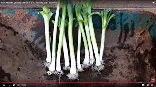 Grow Leeks in a bucket, sneak preview. Its amazing how many Leeks can be grown in a small bucket.