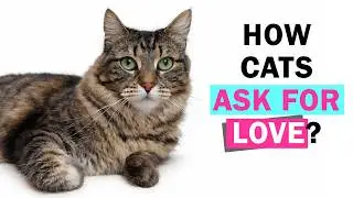 Does Your Cat Hate Affection? You're Probably Timing It Wrong.