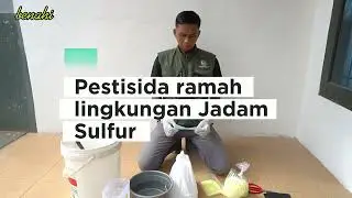 Cara Buat Jadam Sulfur #jadam #jadamsulfur #pestisidaalami 
