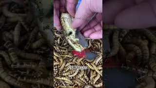 Worm Timelapse Banana 36 Hours