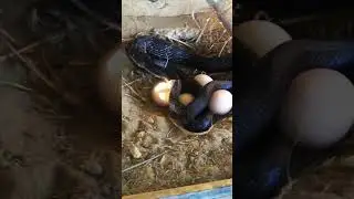 Snake in the Chicken Coop: Egg Thief Interrupted!#SnakeEncounter #EggThief #ChickenCoop