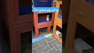 Guinea pig set up- hutches and indoor/outdoor enclosures #shorts #guineapig