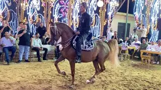 رقص خيل المعلم مدحت البيطار والسلطانة حفله خالد البر طنطا2025