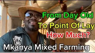 СКОЛЬКО НУЖНО ВЫРАЩИВАТЬ СУТОЧНЫХ ЦЫПЛЯТ ДО МОМЕНТА ЯЙЦЕКЛЕТКИ? Mkanya Mixed Farming Зимбабве 🇿🇼