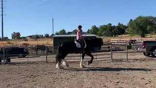 Apollo shire horse trot canter transitions