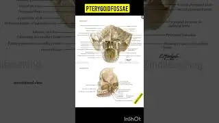 pterygoid fossa anatomy | bones and ligaments | human anatomy | Biology diagram