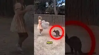 Jamais Faça Isso Perto de um Canguru! 🦘😨#curiosidades#animais