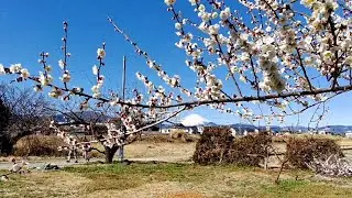 小田原　曾我梅林　　with music