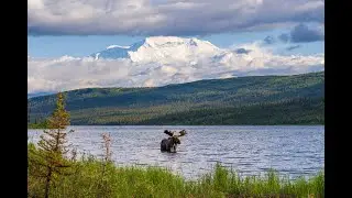 Alaska Wildlife Clips - Bears, Moose, and Bubble-Net Fishing