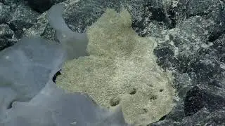 E/V Nautilus Video Bite: Glass Sponge