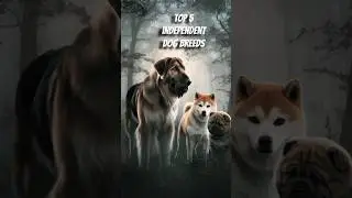 Top 5 Most Independent Dog Breeds 🐾 | Low-Maintenance Dogs with Big Personality #dogshorts #dog