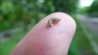 糸を登るビロードハマキ幼虫を指乗り Cerace xanthocosma