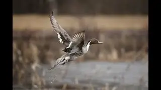 Arkansas Wildlife - S3.E11, Youth Duck Hunt and Perfectly Cooked Duck