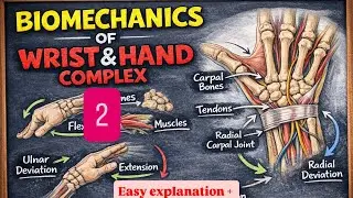 Wrist and hand complex -2 |Easy explanation + Handwritten notes