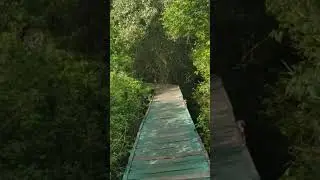 Coringa wildlife sanctuary #coringa #wildlife #andhrapradesh #peace #tourism #india #birds #jungle