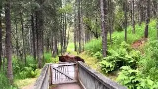 Bear chase Brooks Falls Trail, Katmai National Park.  Close encounter with two brown bears!!! 7-5-24