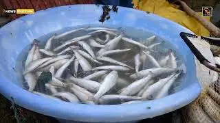 Tragic Loss: 2,000 Trout Die at Shopian Farm Due to Suspected Contamination