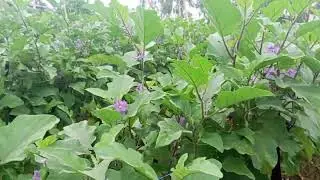 BASIC TIPS: EGGPLANT FARMER FOR LONG PERIOD OF TIME.