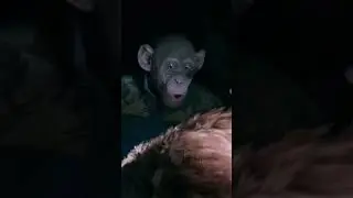 origen del meme 