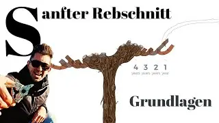 Sanfter Rebschnitt Grundlagen | Theorie & Praxis