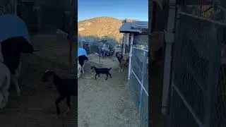EL AMARILLO EL SEMENTAL
