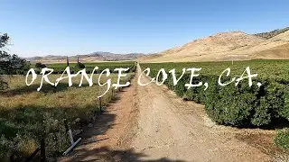 Orange Cove