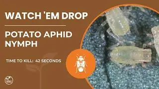Potato Aphid Nymph Killed in 42 Seconds | Protection Plus Contact Kill