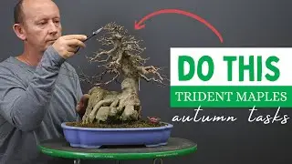 Do this with Trident Maple bonsai in Autumn