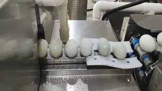eggs washing drying machine 10000pcs per hour capacity egg washer dryer