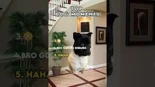 Top dog moments#funny # entertainment #fyp