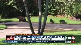 Bear activity, sightings may increase