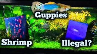 Breeding For Profit Fish Room Tour - Guppies, Shrimp, Plecos, Corydoras and MORE!!!!