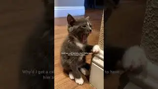 Picture that made me yes to my cat Ollie!! #kitten #catvideos #cuteanimal