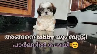 Grooming of shih tzu puppy🐶tobbyയെ groom ചെയ്യിച്ചപ്പോൾ☺️Best low budget grooming center 👍🏻