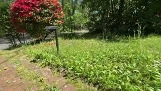 How those Miner bees appear, and they don't sting.
