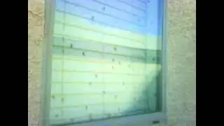 Bee swarm in a home! Queen Creek