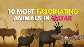 10 most fascinating animals in Qatar