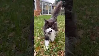 Небольшой видеоблог от моей кошки 🥰