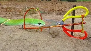 Easy Snake Trap Using Cutter & Rubber That Work 100% By Smart Boy