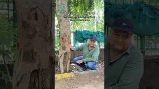 How to treat termite infected trees. 🌳