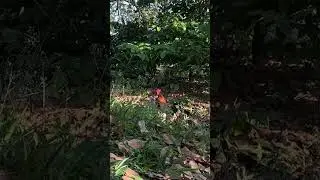 Wild chicken trap