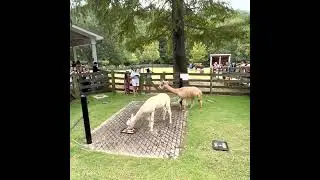 Happy Birthday at the ZOO, USA, Washington DC @YarandSvyat #usa #америка #zoo #travel