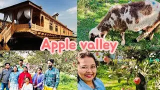 KASHMIRI APPLE 🍎 KA PED MIL GAYA😲 #viralvideo #jannatkashmir #travel #pahalgam #food ##srinagar 
