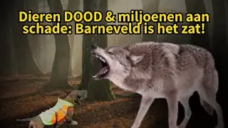 Wolf maakt dorpen onveilig: ‘Miljoenen aan subsidies verdampt’